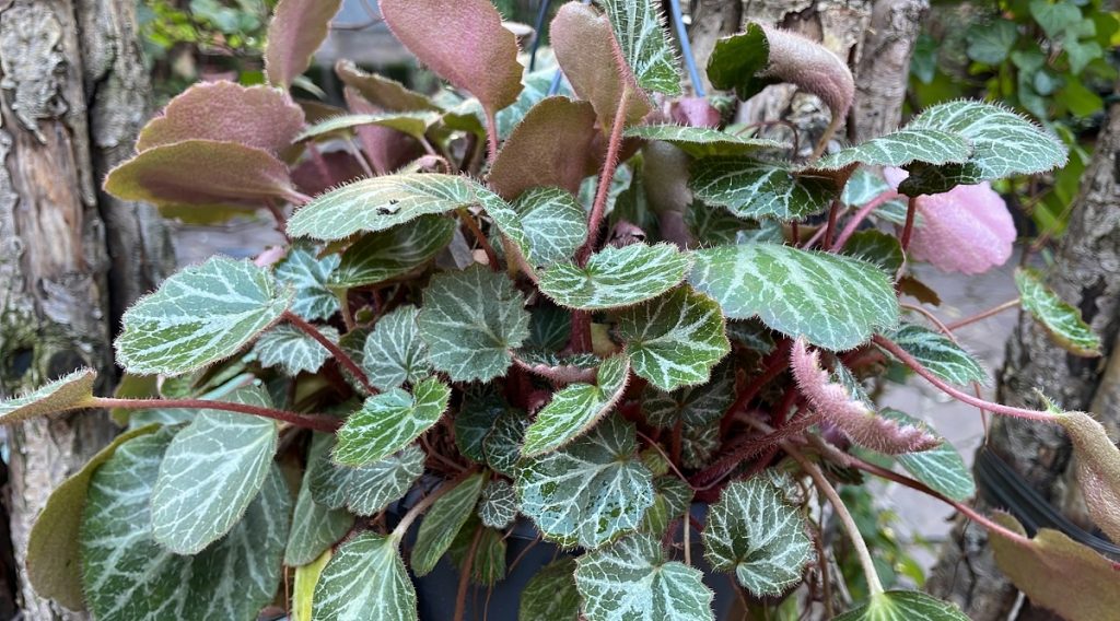coltivare la Saxifraga