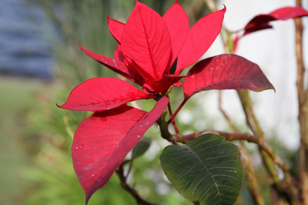 piante natalizie dopo le feste