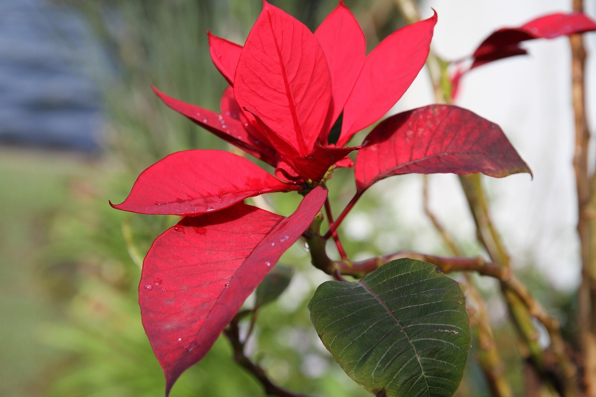 piante natalizie dopo le feste