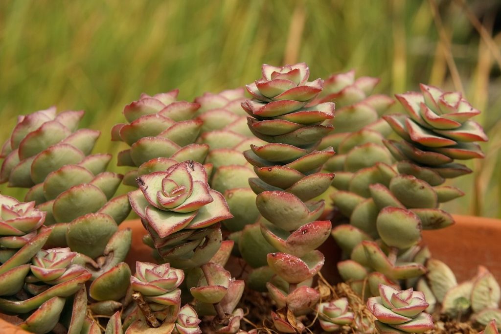 Coltivare la crassula marnieriana