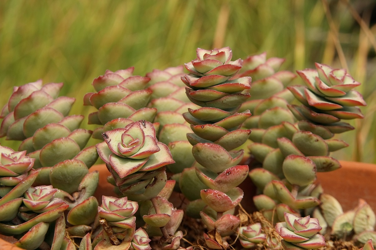 Coltivare la crassula marnieriana