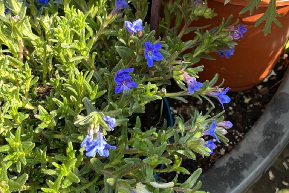 Fiori di colore azzurro - Lithodora