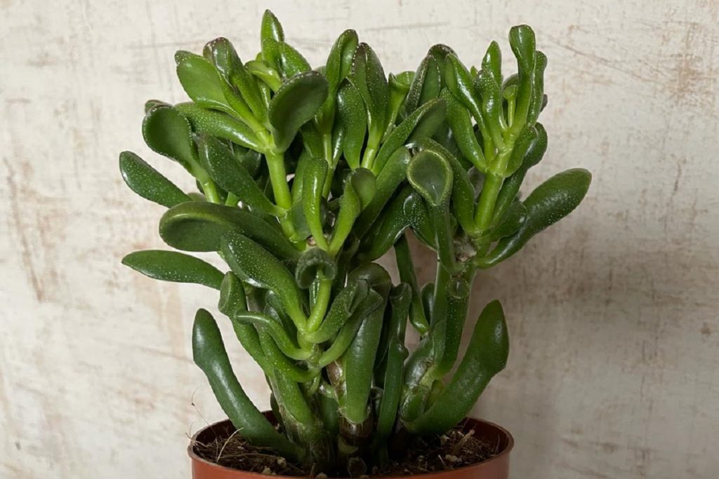 coltivare la crassula ovata