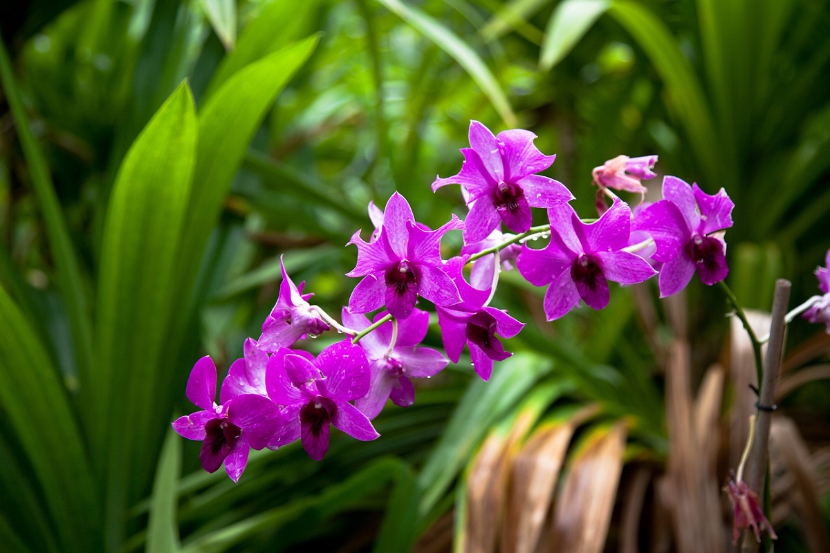 scegliere le orchidee