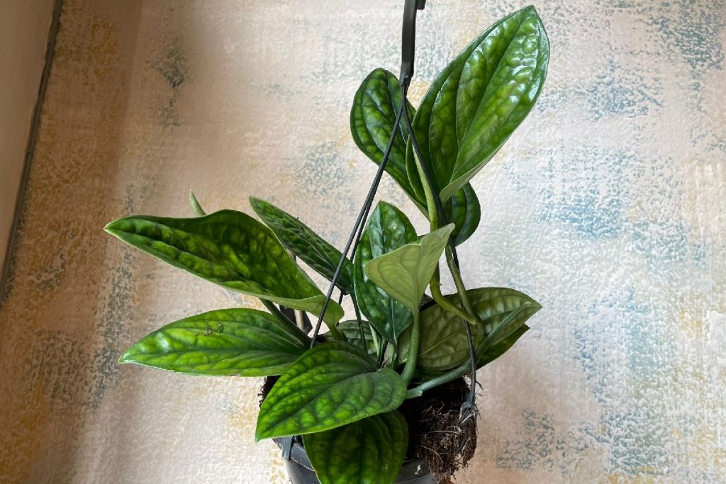 Epipremnum pinnatum