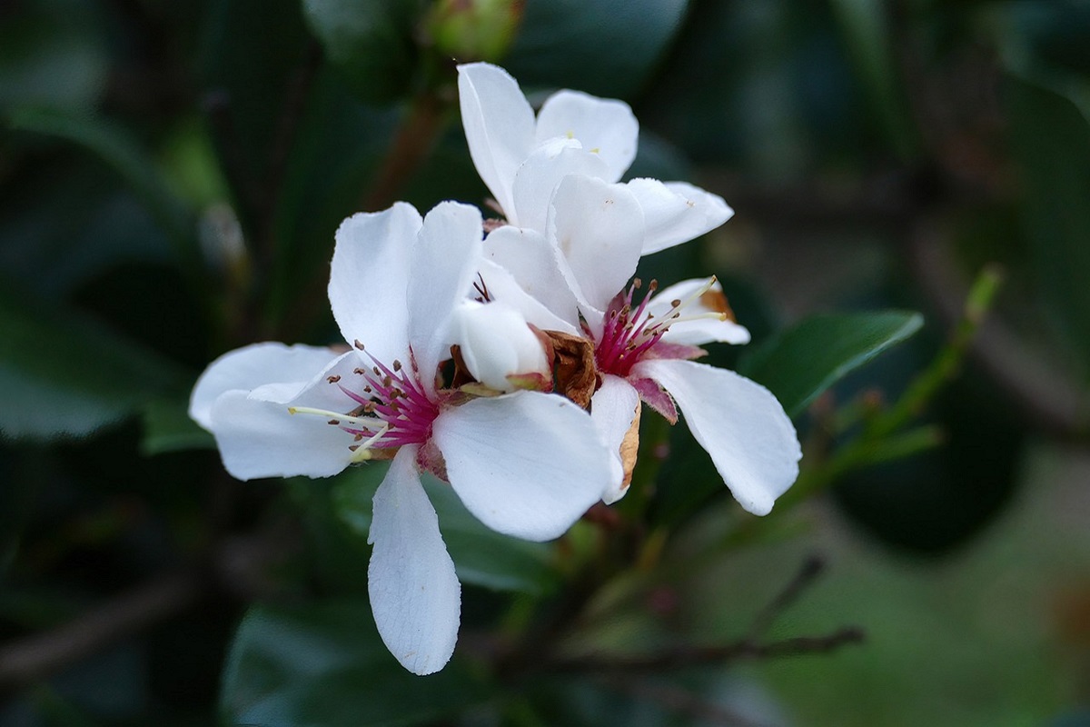 coltivare il Rhaphiolepis