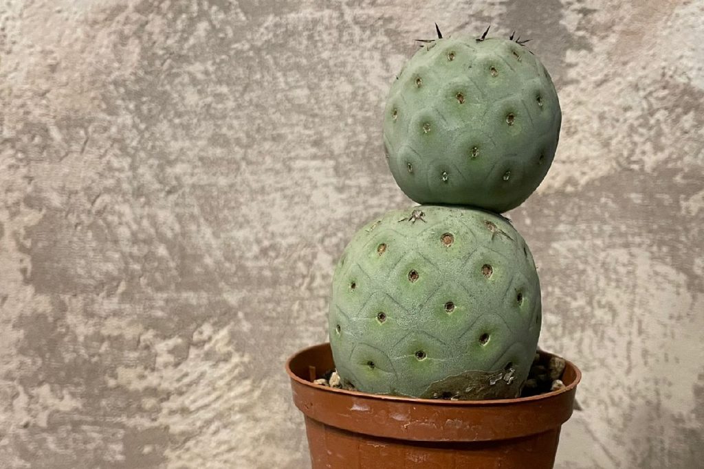 coltivare il Tephrocactus