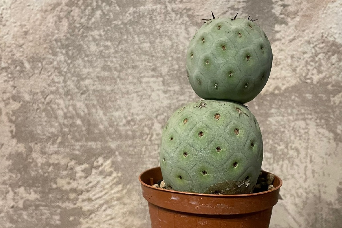 coltivare il Tephrocactus