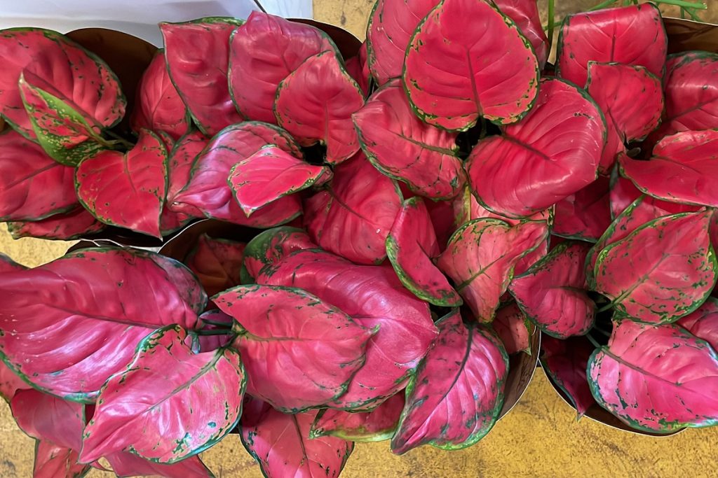 coltivare la Aglaonema
