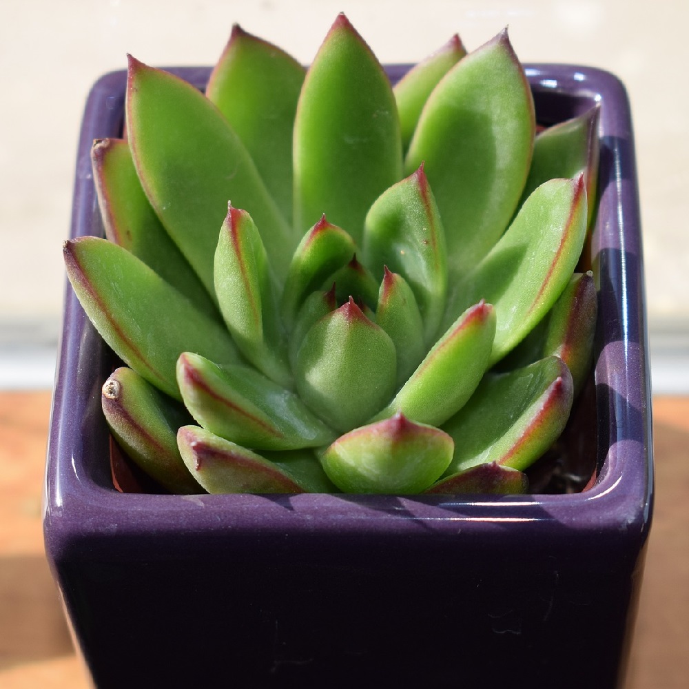 coltivare la Echeveria linguas - Echeveria agavoides