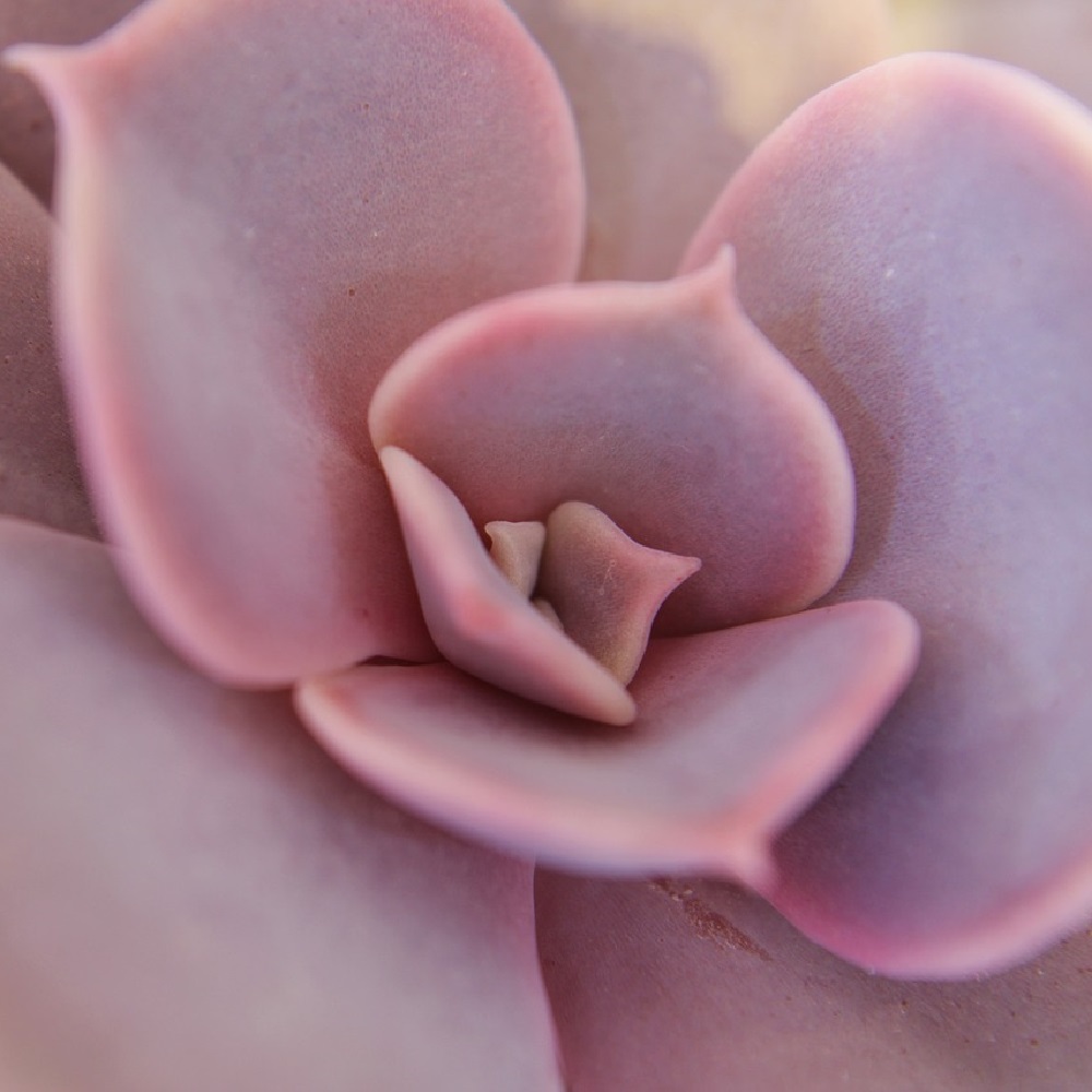 coltivare la Echeveria linguas - Echeveria lilacina