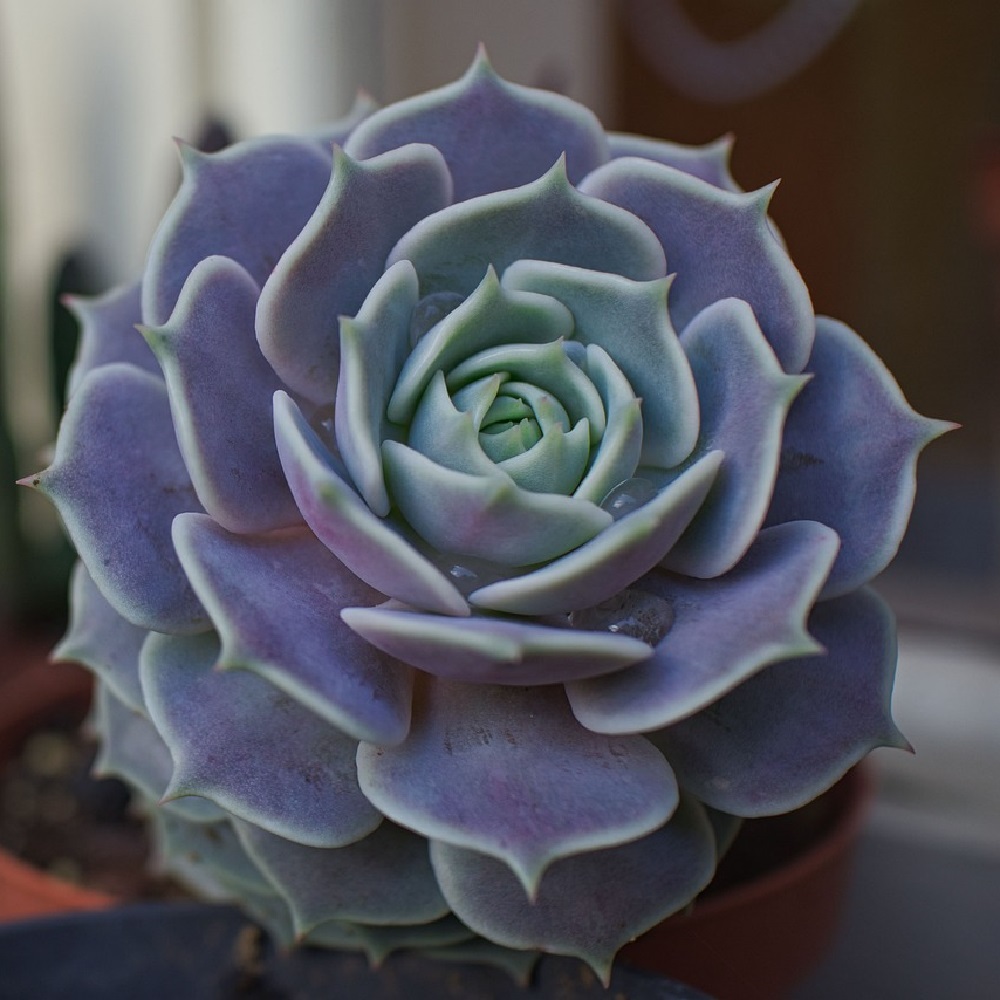 coltivare la Echeveria linguas - Echeveria lola ibrido