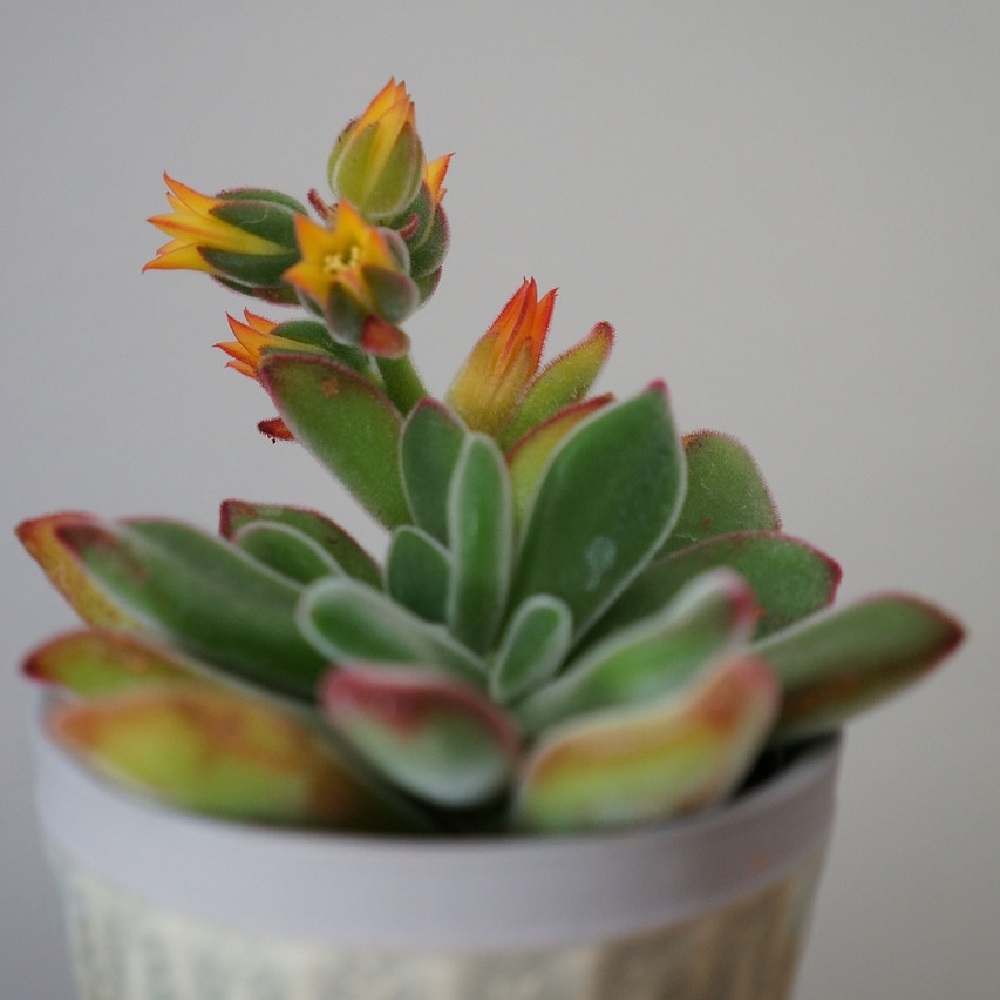 coltivare la Echeveria linguas - Echeveria pulvinata