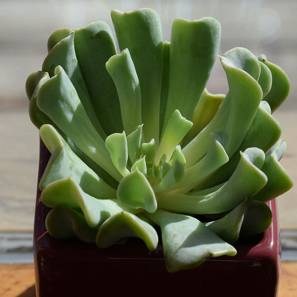 coltivare la Echeveria linguas - Echeveria runyonii