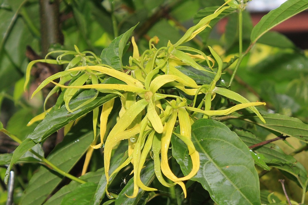 piante molto profumate - Cananga odorata