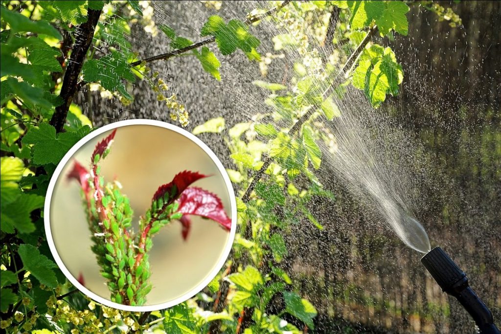 usare il Sapone molle sulle piante