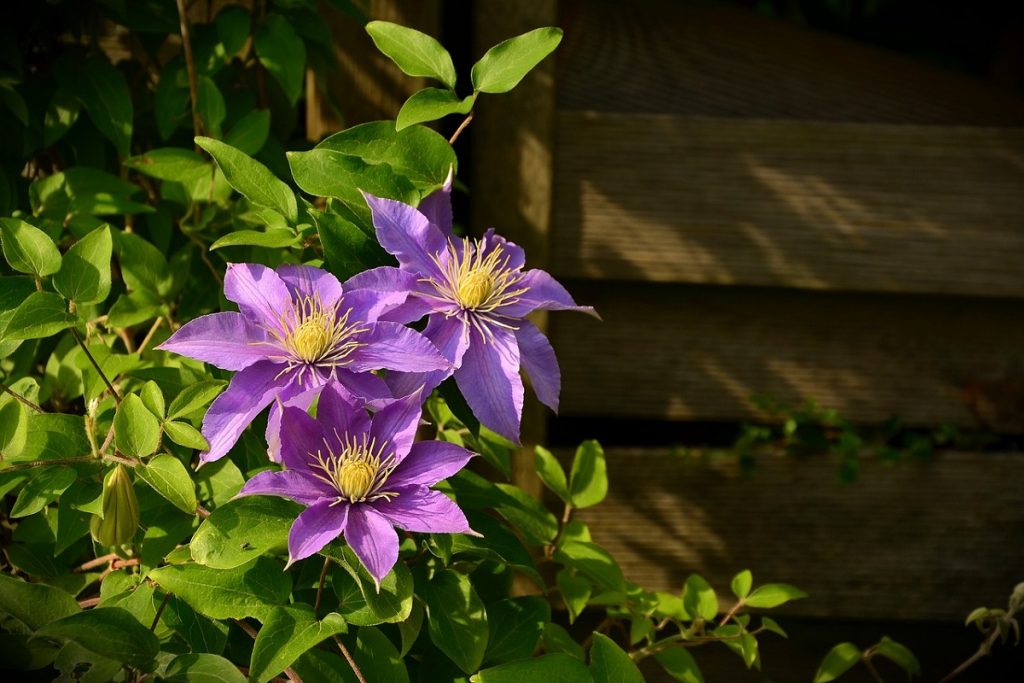 Piante per un balcone in ombra