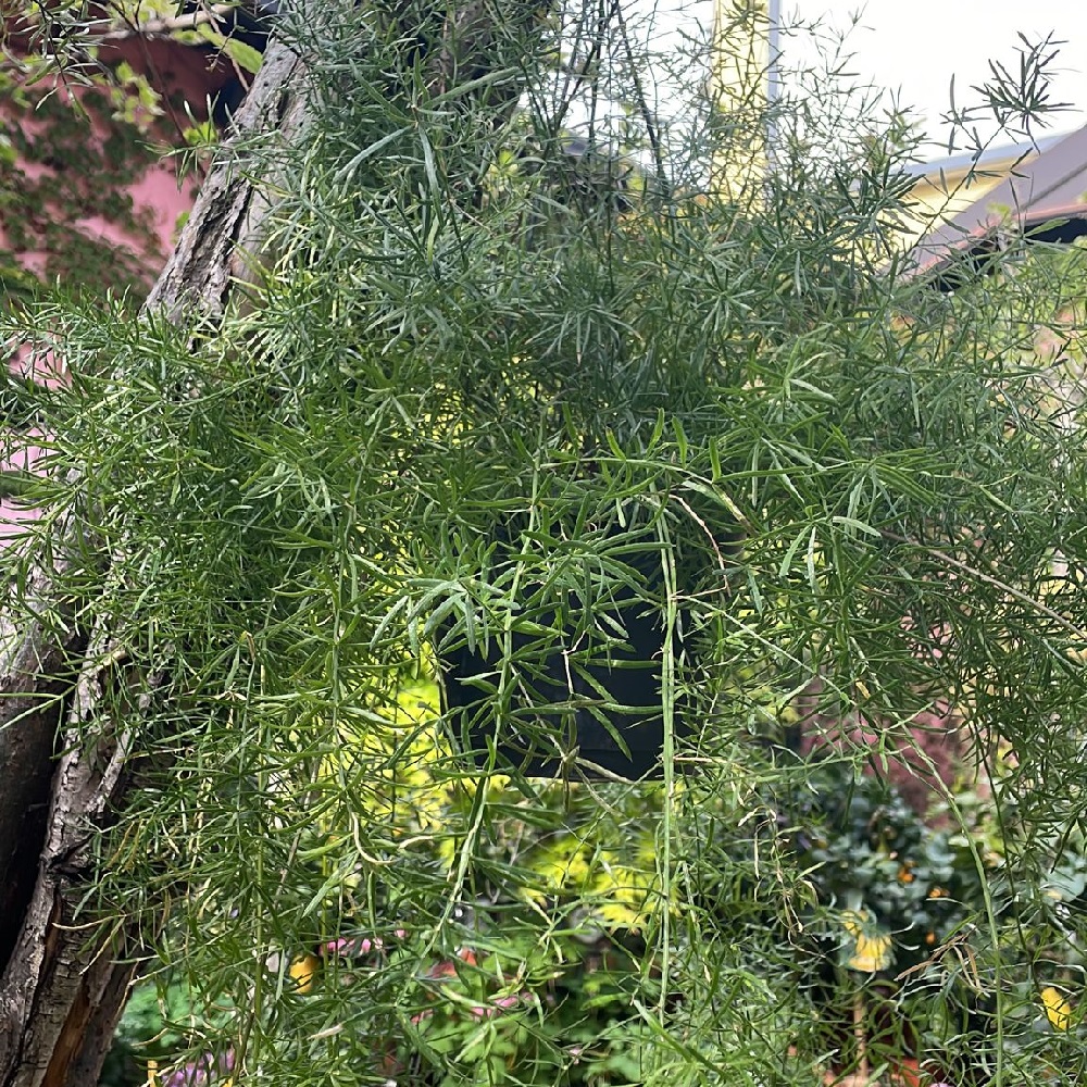 Piante per un balcone in ombra - Asparagina