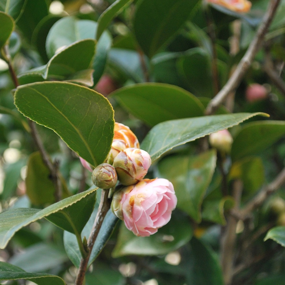 Piante per un balcone in ombra - Camelia