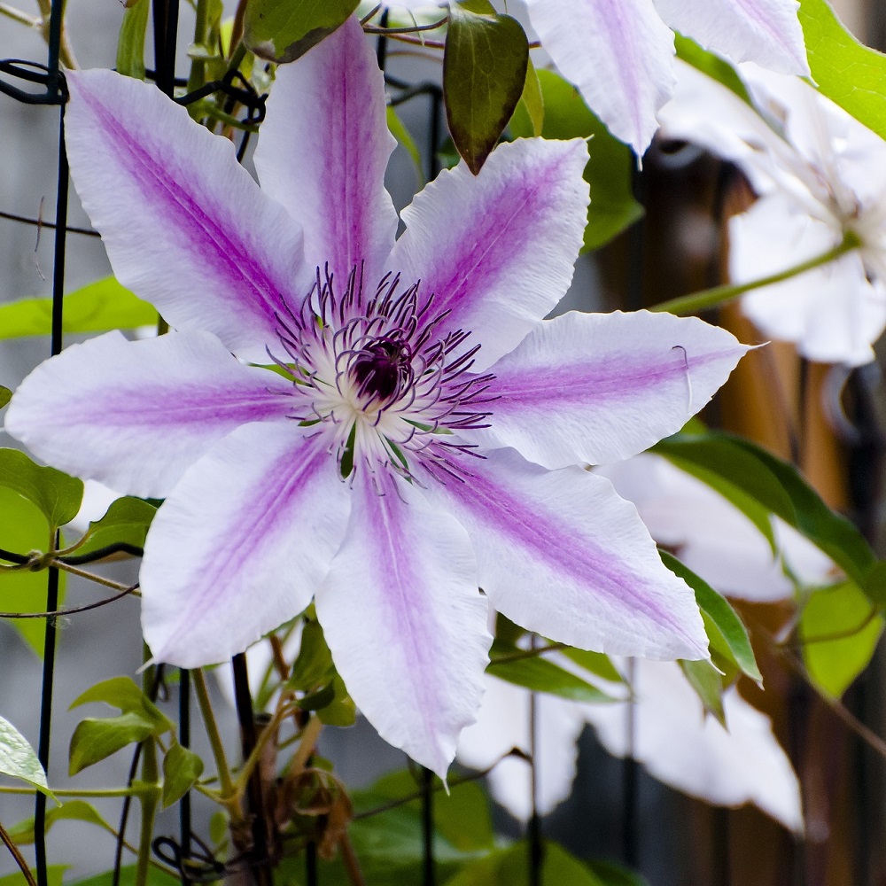Piante per un balcone in ombra - Clematis