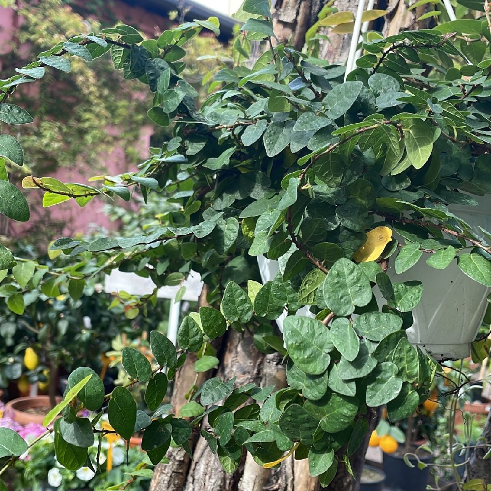 Piante per un balcone in ombra - Ficus pumila