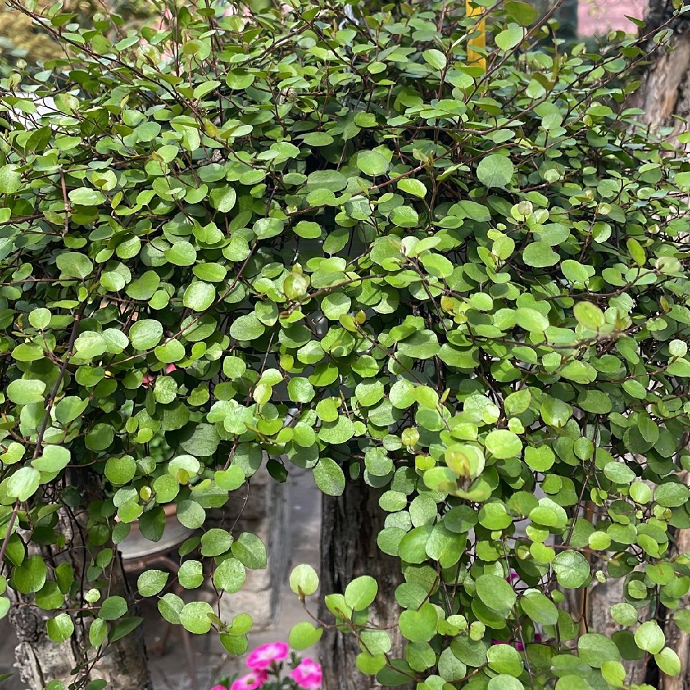 Piante per un balcone in ombra - Muehlenbeckia