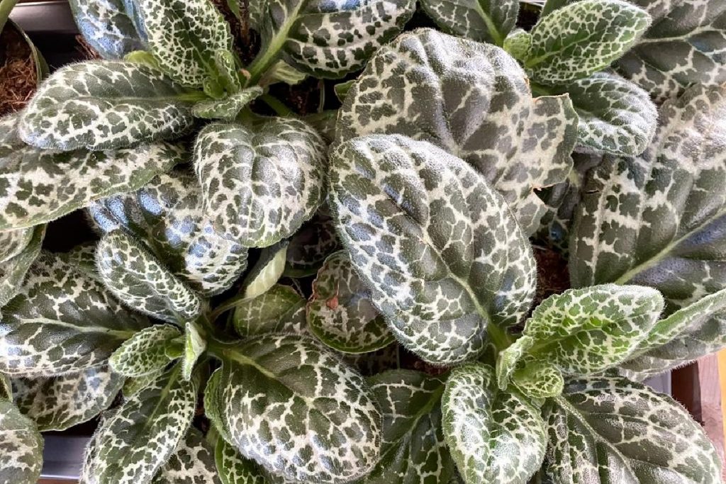 Streptocarpus tartaruga