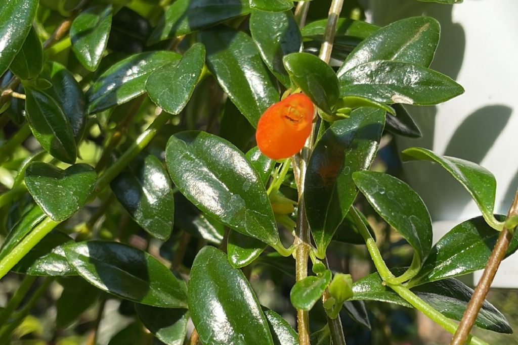 coltivare il Nematanthus