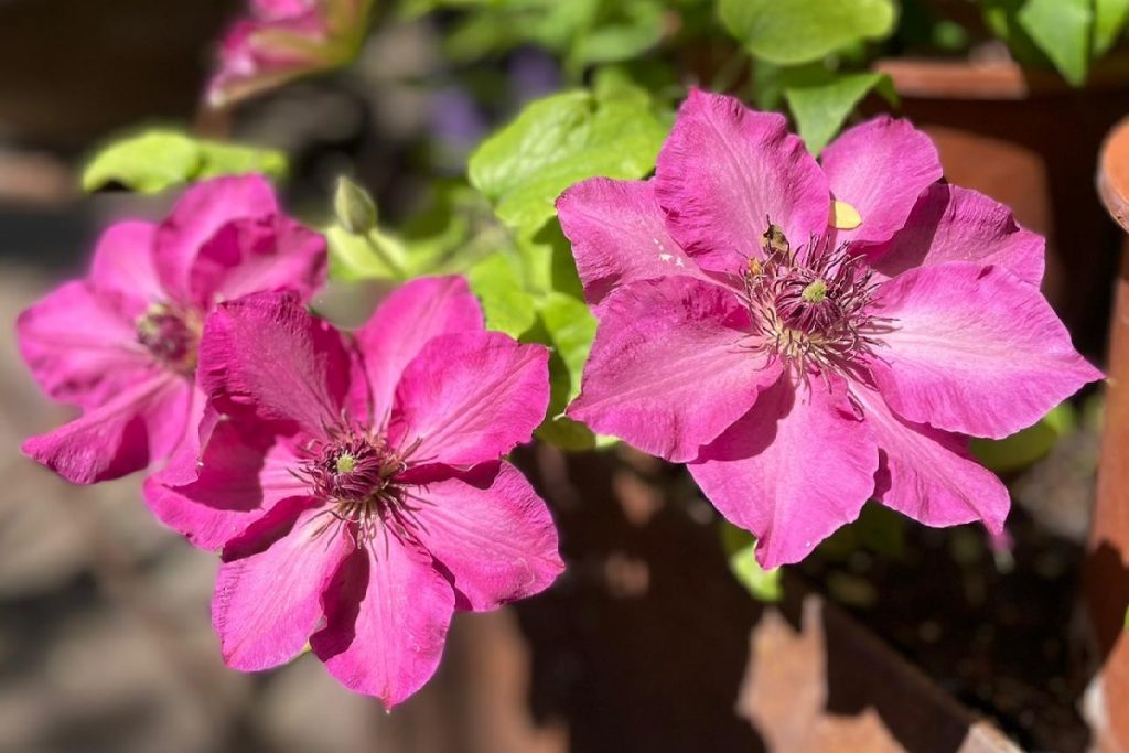 coltivare la Clematis