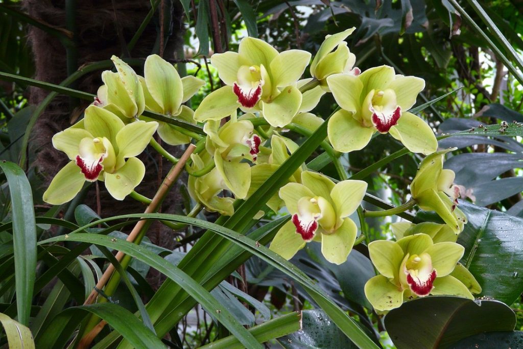 Cymbidium è malato