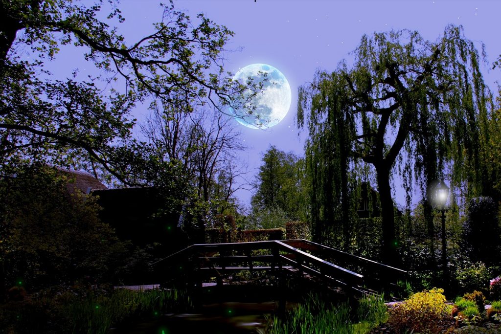 piante adatte per un giardino notturno