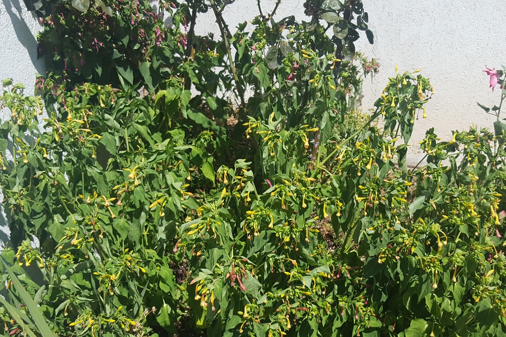 piante adatte per un giardino notturno - Bella di Notte di giorno