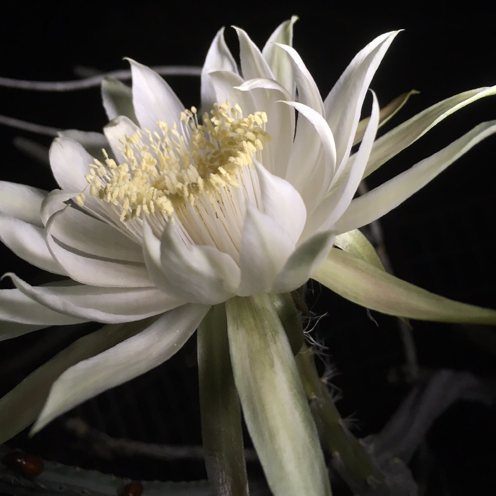 piante adatte per un giardino notturno - Cereus peruvianus