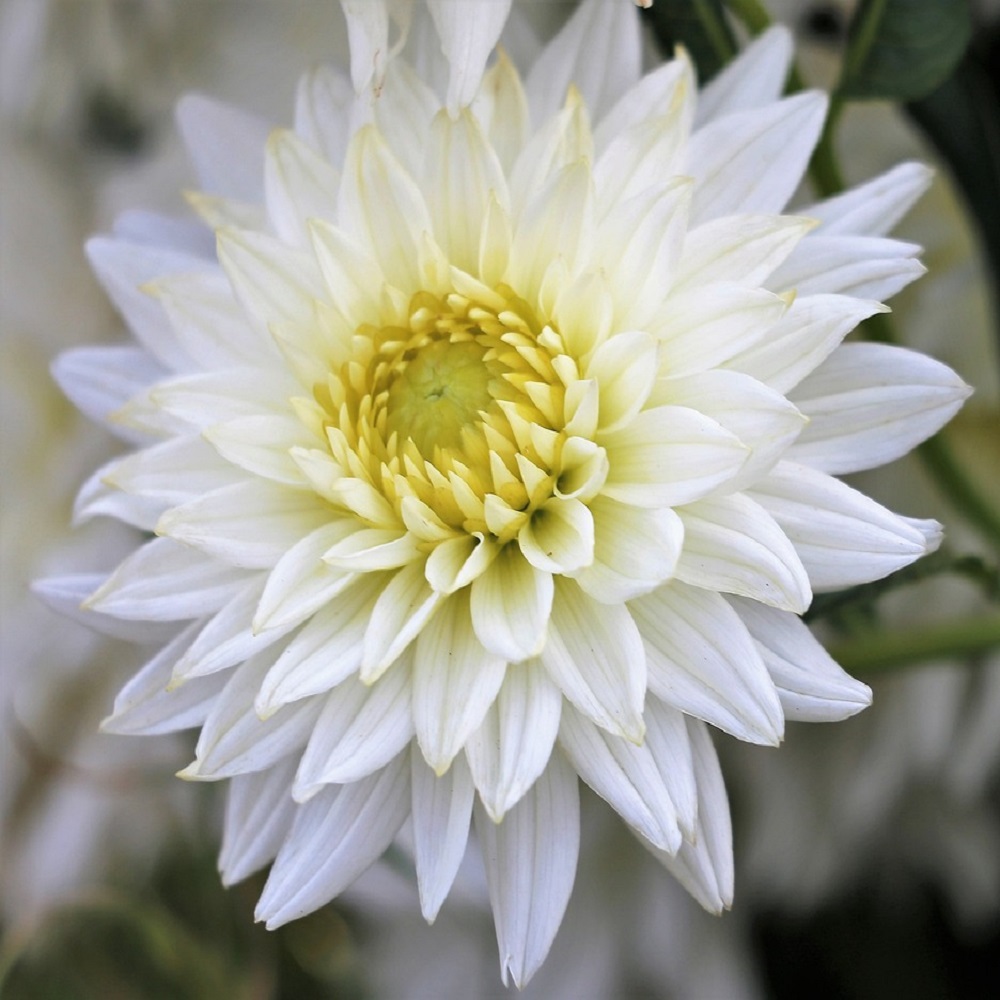 piante adatte per un giardino notturno - Dahlia
