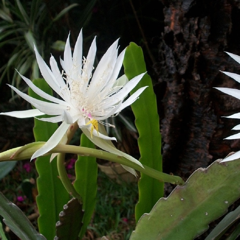 piante adatte per un giardino notturno - Epiphyllum oxypetalum