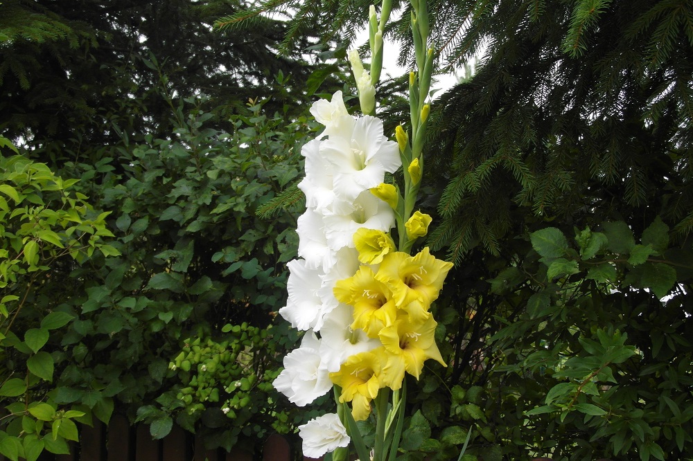 piante adatte per un giardino notturno - Gladioli