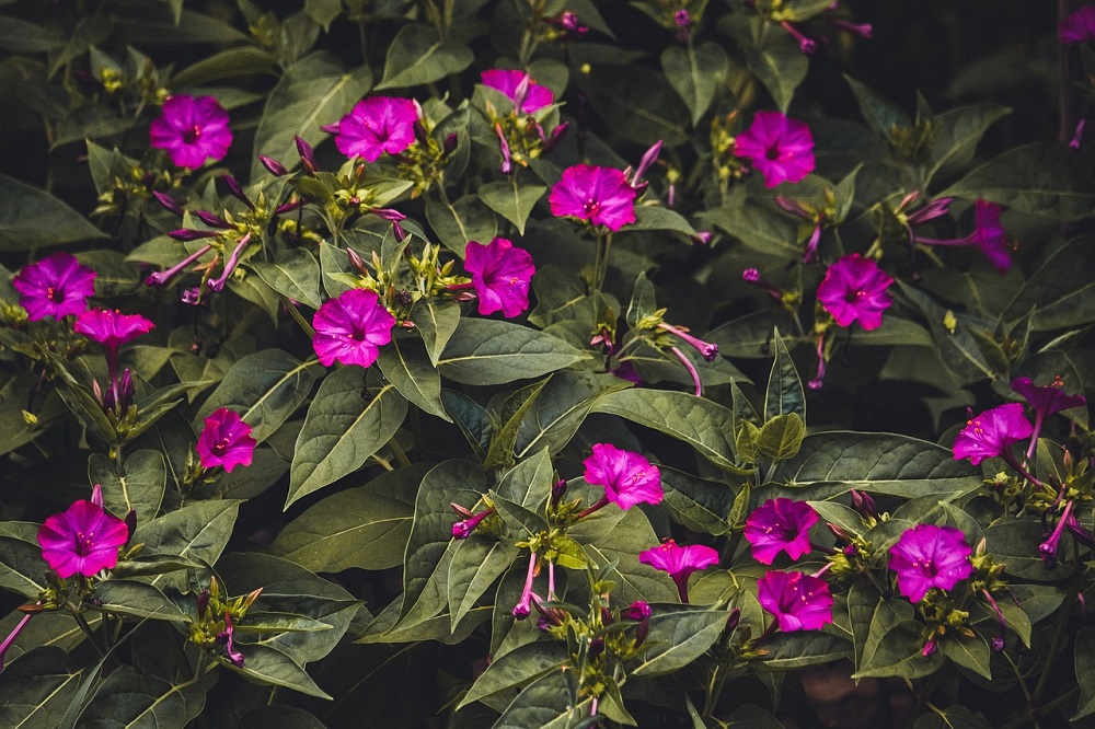 piante adatte per un giardino notturno - Mirabilis jalapa