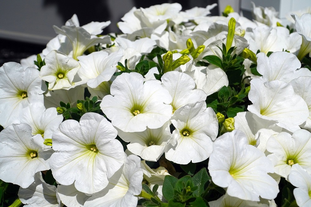 piante adatte per un giardino notturno - Petunie