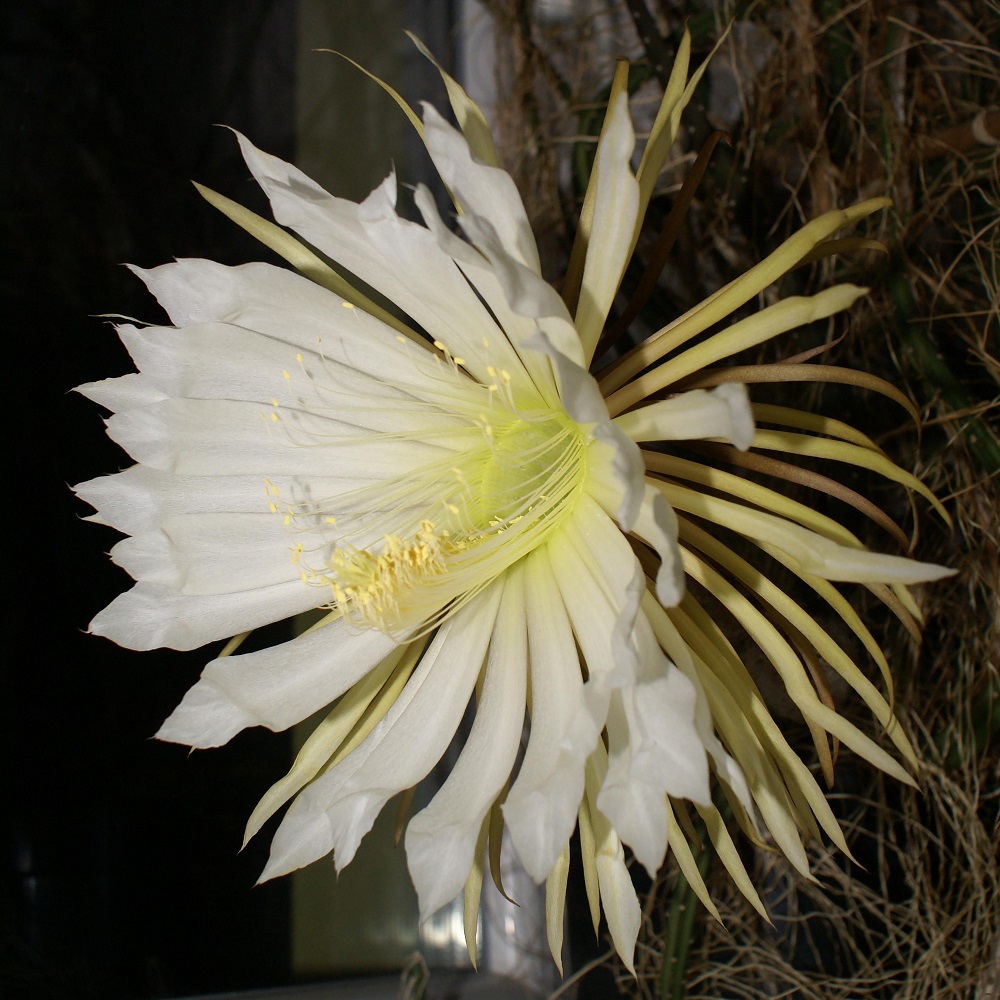 piante adatte per un giardino notturno - Selenicereus grandiflorus