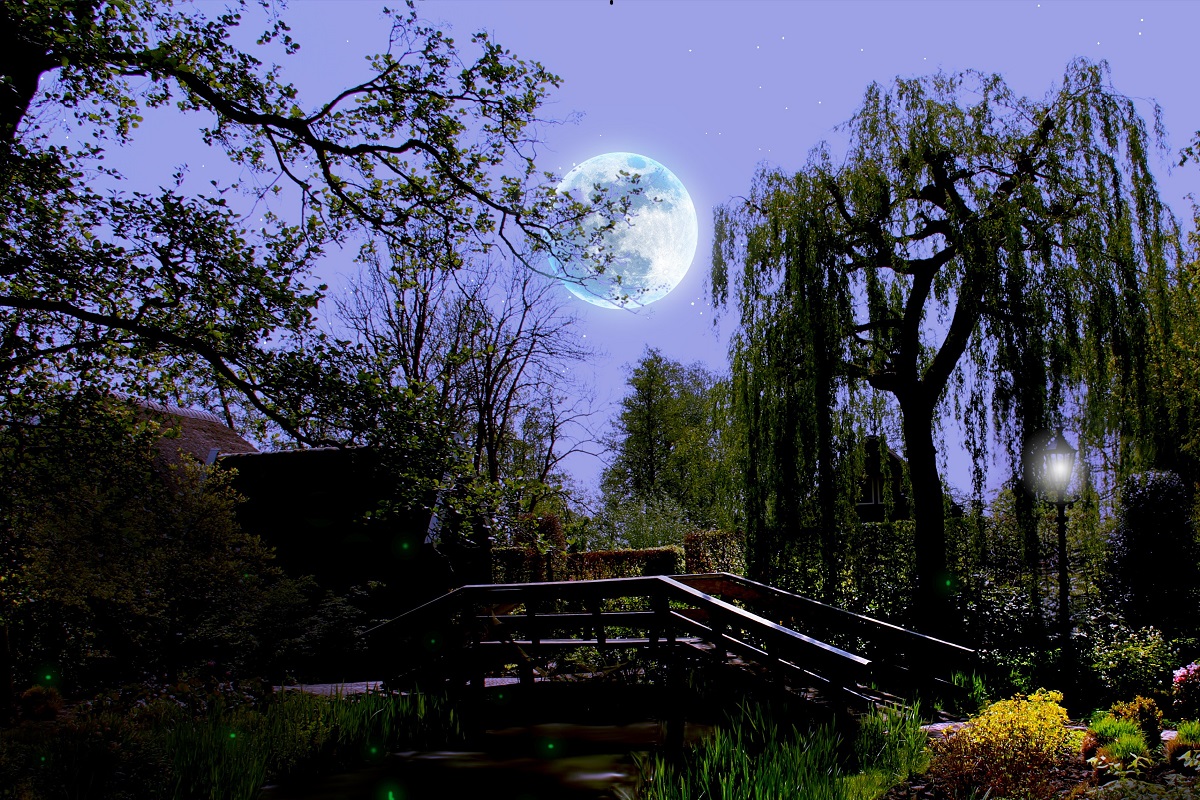 piante adatte per un giardino notturno