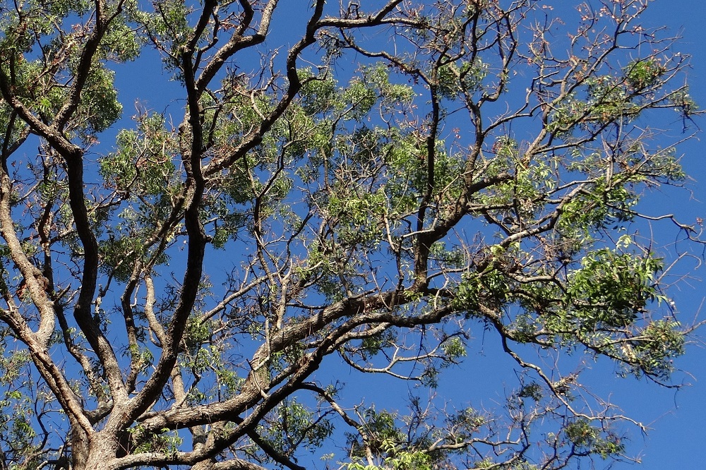 Olio di Neem