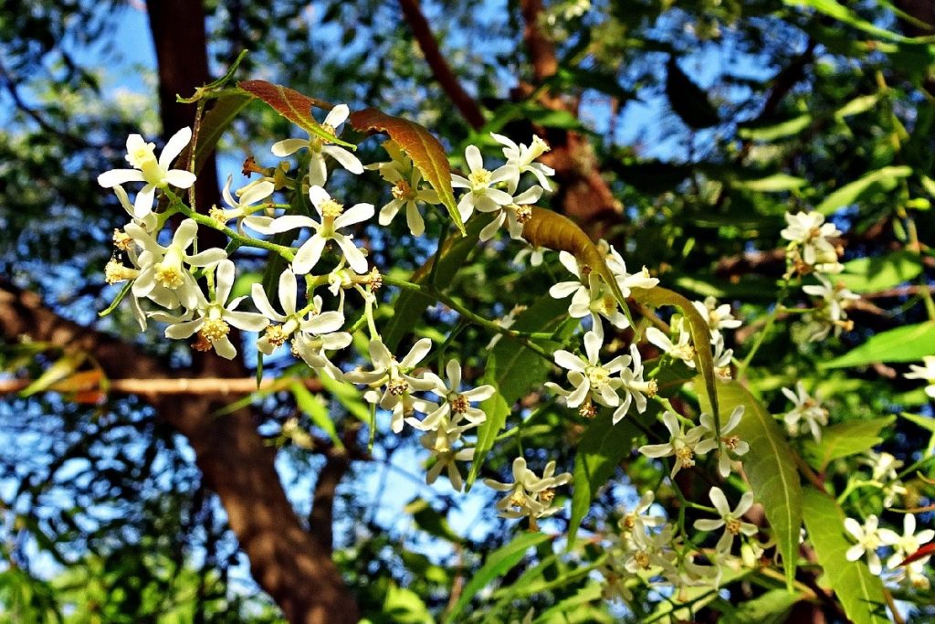 Olio di Neem
