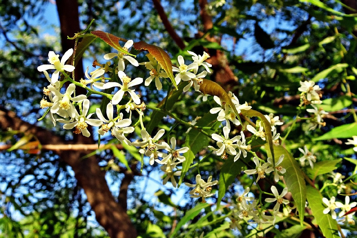 Olio di Neem
