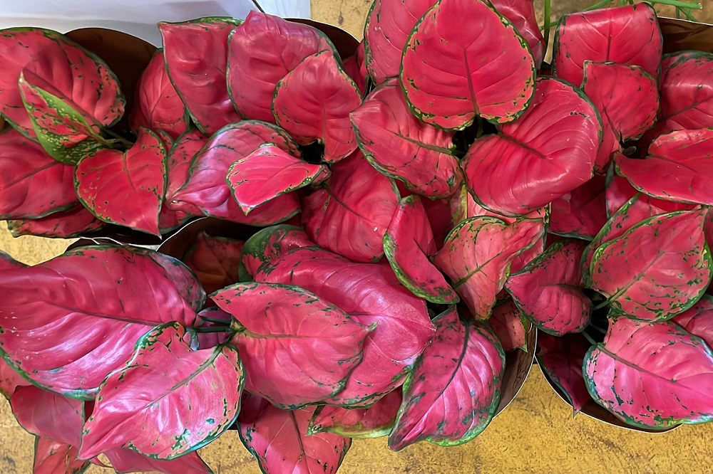Aglaonema Sunny Star