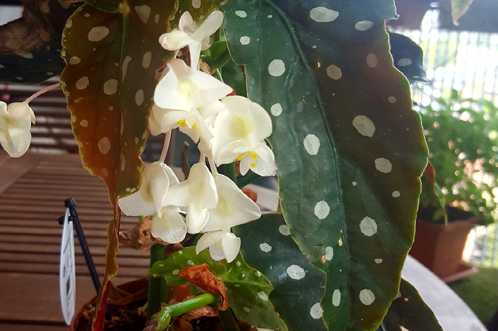 Begonia maculata