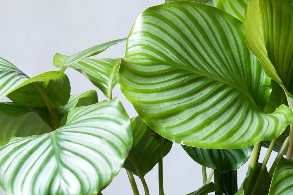 Calathea orbifolia