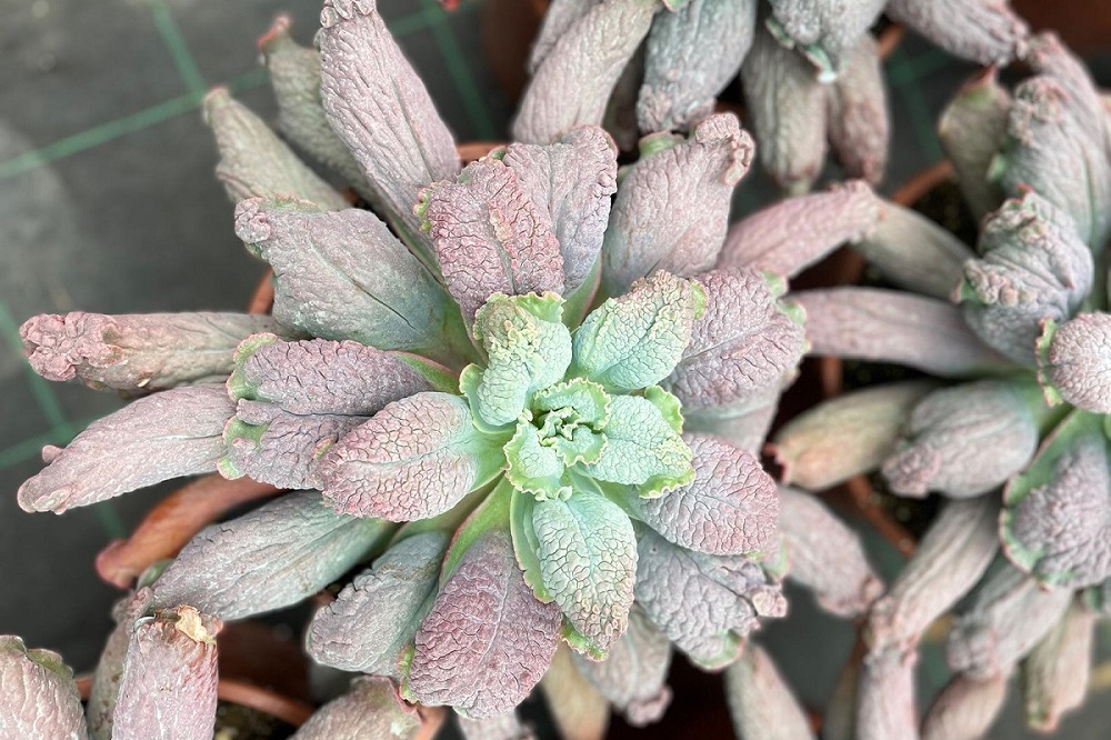 Echeveria linguas