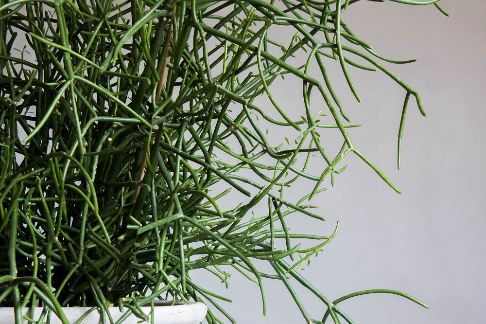 Euphorbia tirucalli