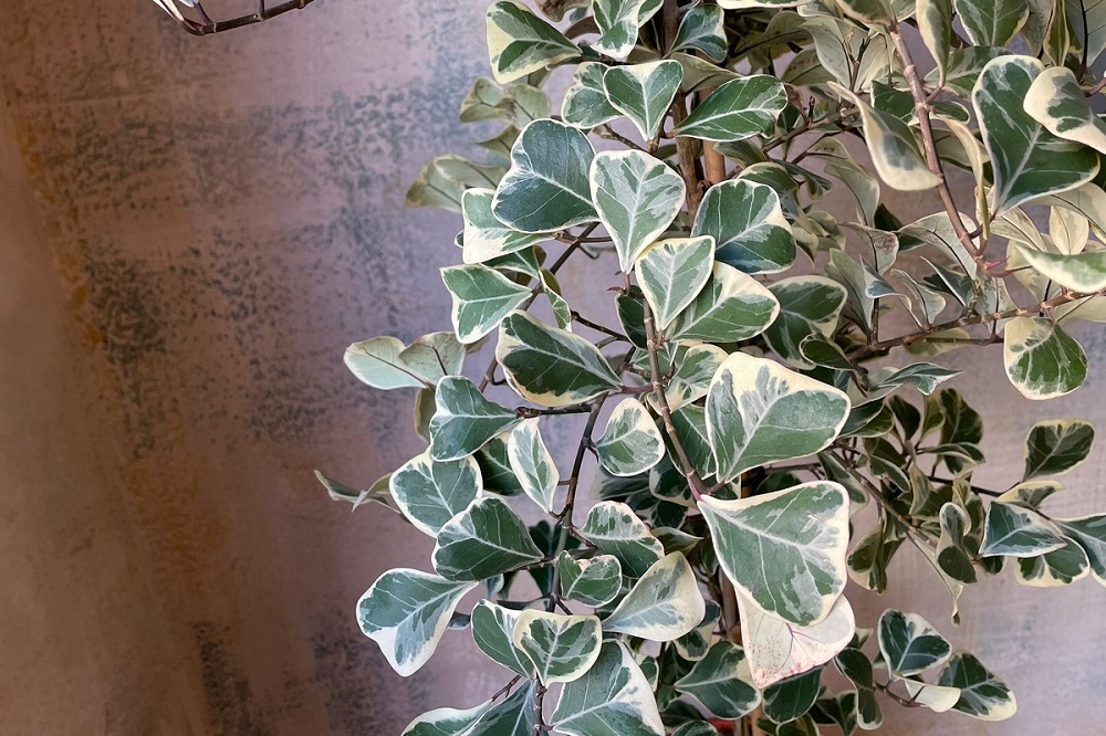 Piante con foglie bizzarre - Ficus natalensis Sweetheart