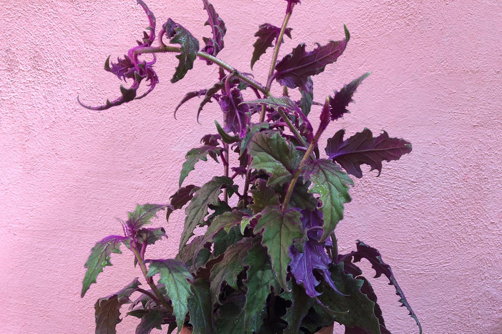 Piante con foglie bizzarre - Gynura